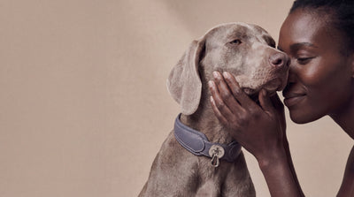 How Much Water Does Your Dog Actually Need? A Vet-Informed Guide